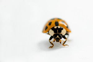 Coccinelle asiatique